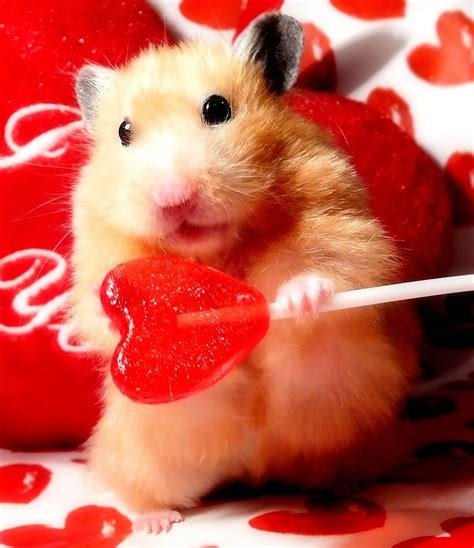 Happy Valentines Day Happy Valentines Day Funny Love Valentines
