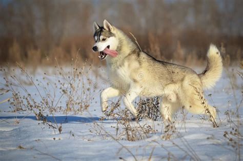 Siberian Husky Dog Grey And White Running In The Snow Meadow Stock