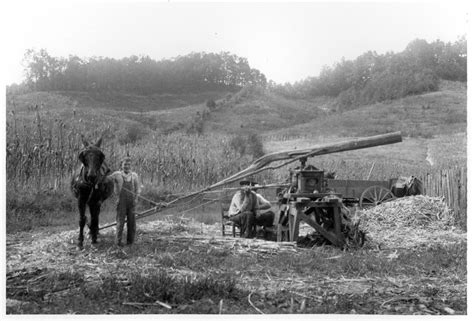 Molasses or black treacle (british english) is a viscous substance resulting from refining sugarcane or sugar beets into sugar. Sorghum