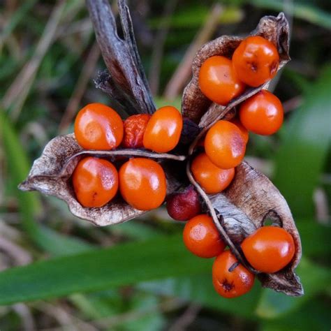 Red Seed Pod By Spikey T On Deviantart Seed Pods Seeds Pods