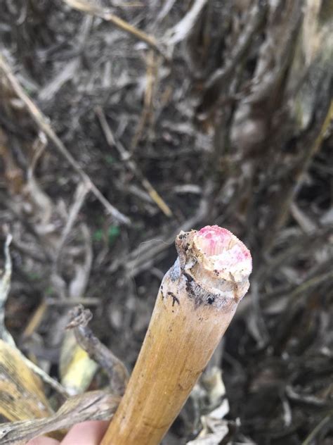 Stalk Rot Diseases In Nebraska Corn Fields Cropwatch University Of
