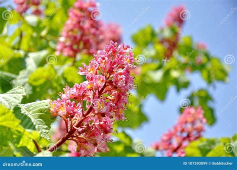 Pink Flowers On Red Horse Chestnut Tree Stock Image Image Of Colored