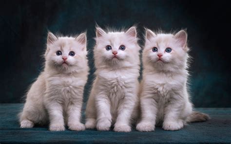 Download Wallpapers Three Fluffy Kittens White Fluffy Little Cats