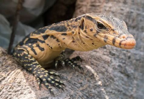 Asian Water Monitor Care Facts What You Need To Know Everything Reptiles