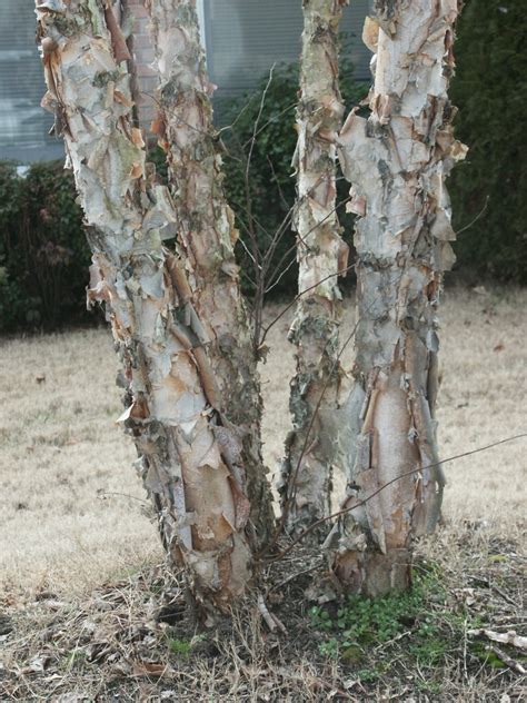 Crepemyrtle River Birch Maple Bark Peeling Walter Reeves The