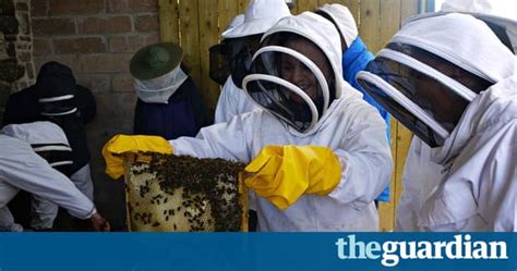 Bee Orgies To Biodiversity Lessons In Becoming A Beekeeper Life And