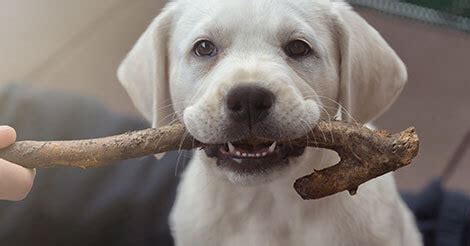 When your puppy is 3 to 4 months old, they will lose their baby teeth and new, permanent teeth will begin to emerge. Puppy Teething 101