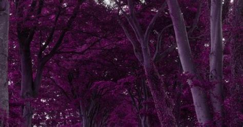 Purple Forest Scotland Photo Via Viktor Scotland Pinterest Scotland