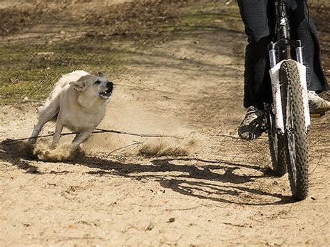 What To Do When Youre Chased By A Dog While Riding Your Bike Feed