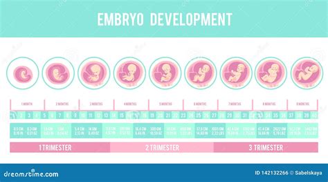 Infographic Met Stadia Van Zwangerschap En Embryo Foetusontwikkeling