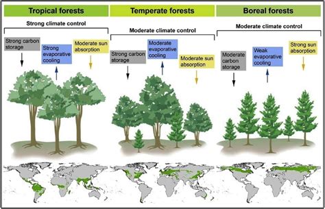 1 Tropical Temperate And Boreal Forest Geographical Distribution And