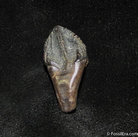 Top Quality Rooted And Unworn Triceratops Tooth For Sale 1273