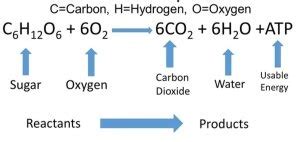 Cellular respiration is the chemical reaction in which glucose and oxygen are turned into water , carbon dioxide and energy (atp). What are the reactants and products of cellular respiration? - Quora