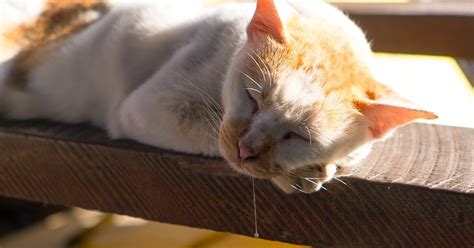 Why Is My Cat Drooling Common Causes — Pumpkin