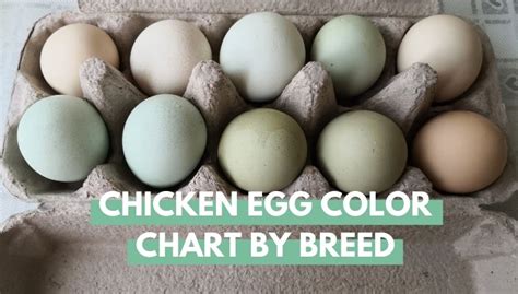 Chicken Egg Color Chart By Breed Eco Peanut