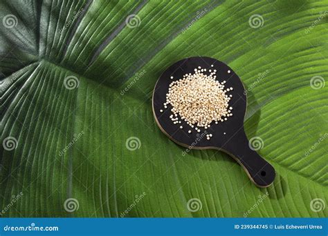 Sementes Brancas De Quinoa Em Tigela Chenopodium Quinoa Imagem De Stock