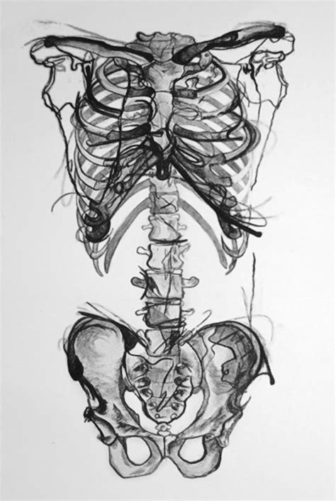 Torso Skeleton Drawing Skeleton Drawings Skeleton Tattoos Skeleton
