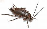Photos of Picture Of Cockroach