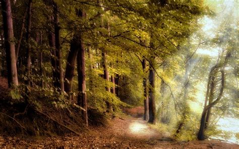 Free Image On Pixabay Forest Forest Path In 2020 Forest Path