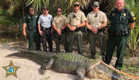 Massive 13 Foot Alligator Captured In Florida