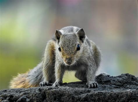 Killer Squirrels We Must Unite Against This Global Terror By Sarah