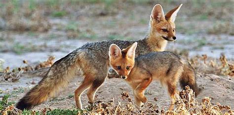 The 10 Most Endangered Fox Species Hubpages