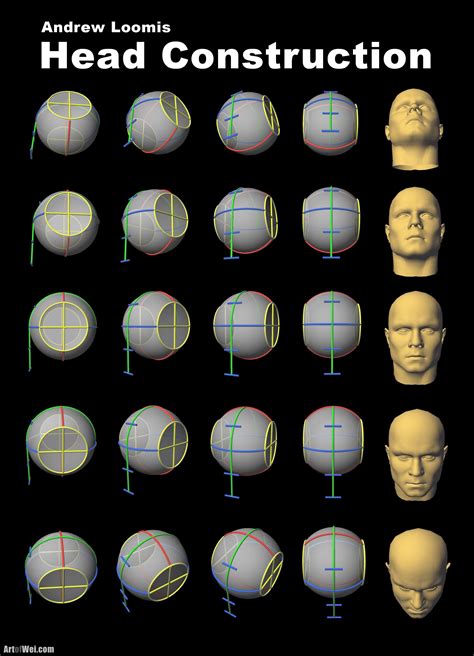 Andrew Loomis Head Construction In 3d Anatomy For Artists Human