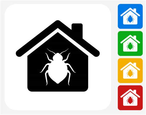 150 Bed Bugs White Background Illustrations Royalty Free Vector