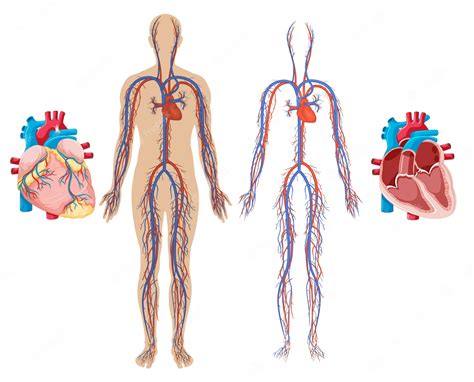 Coração Humano E Sistema Cardiovascular Vetor Premium