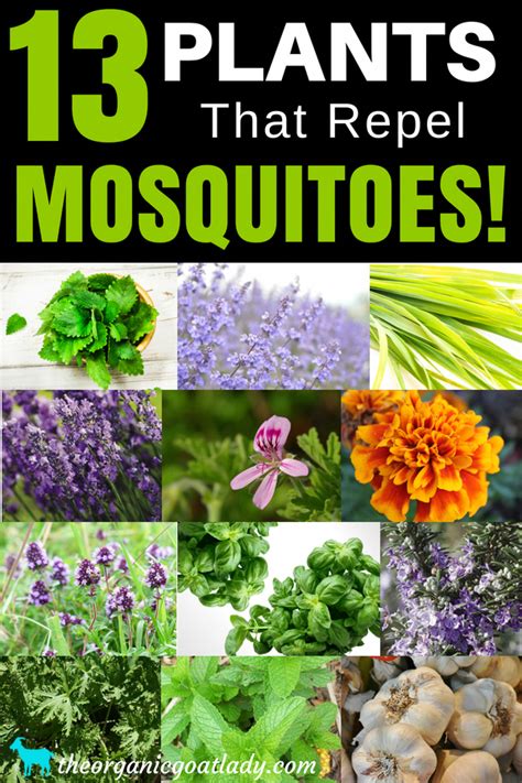 Mosquito Repelling Plants Mosquito Repellent Insect Repellent