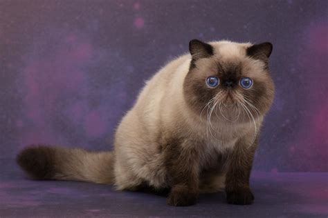 Shaparack Cattery Cat Kitten For Sale Exotic Persian Himalayan