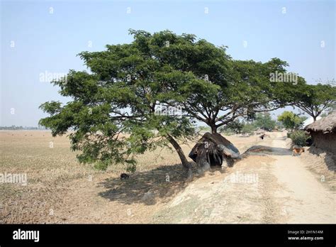 Bengali Village Hi Res Stock Photography And Images Alamy