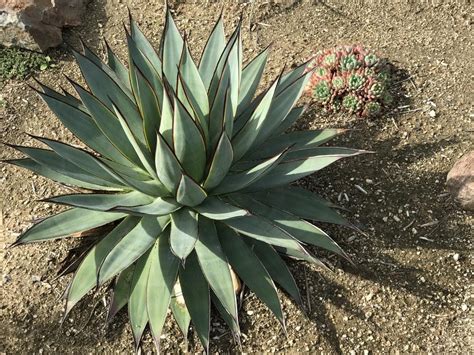 Agaves Plant Care And Collection Of Varieties