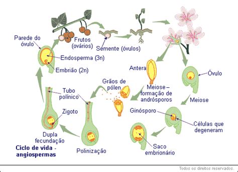 Resumo Sobre Angiospermas Bio Nota 10