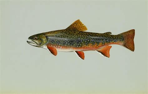Free Picture Brook Trout Freshwater Fish
