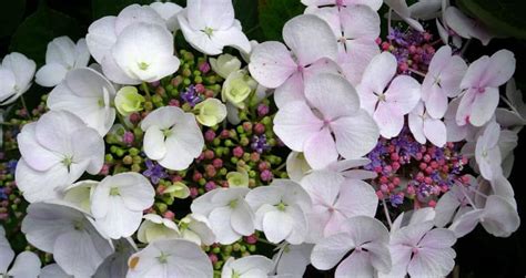 The Best Small Hydrangeas For Gardens Where Space Is Limited
