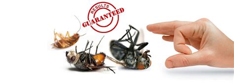 Keep in mind that i am not well versed in things like butterflies or exotic insects but if it's something invading your home, put my 30 years of experience to work for you. Bug Busters - PEST CONTROL in Gibraltar - GibYellow.gi