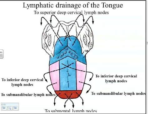 Everything About Tongue Platform Cme