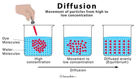 Diffusion Definition And How Does It Occur With Diagram