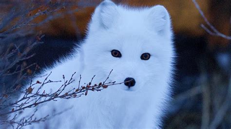 狐狸 Arctic Fox壁纸动物静态壁纸 静态壁纸下载 元气壁纸