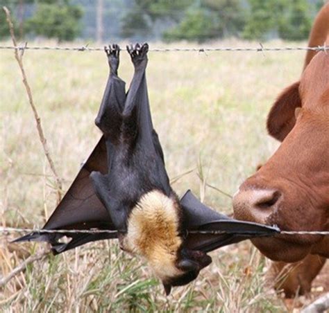 Why Are Flying Foxes Protected Nsw Environment And Heritage