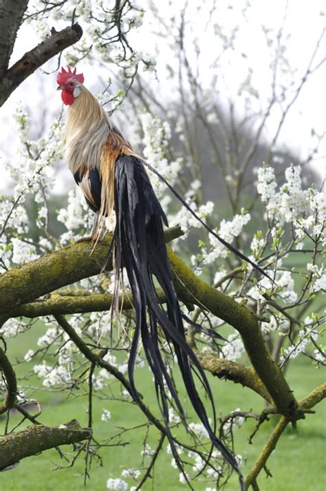 The Japanese Onagadori Rooster Has Tail Feathers That Never Molt Growing Up To 13 Meters