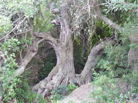 Carob is a sweet and healthy substitute for chocolate. 10 Useful Facts About The Carob Tree (Árvore de ...