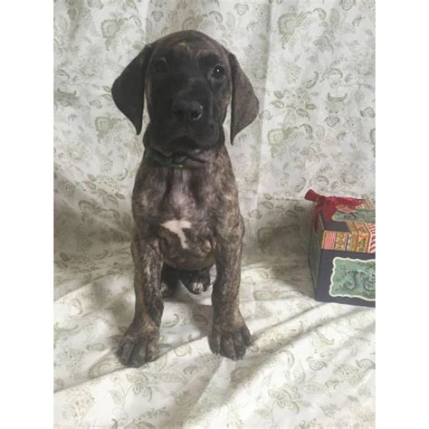 84 great danes is wayyyyyyyyyyyyyyyy too many, even for a huge house. Brindle Great Dane Puppies for Sale in Cleveland, Ohio ...
