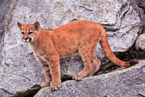 Young Mountain Lion Cougar Puma Concolor — Stock Photo © Billperry 8124303