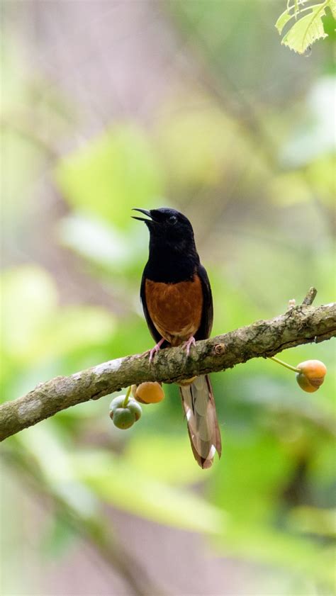 Berapa Hari Sekali Burung Murai Mandi dan Bagaimana Cara Merawat
