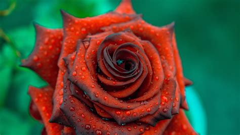 Download 1366x768 Wallpaper Rose Close Up Drops Blood Red Tablet