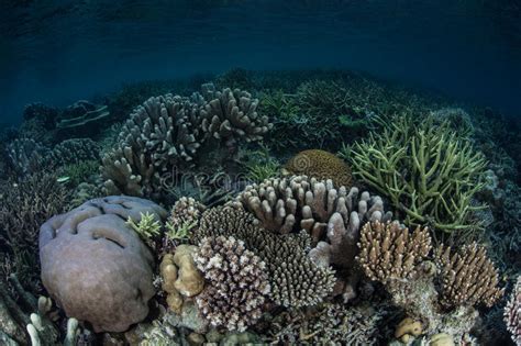 Diverse Set Of Reef Building Corals Stock Image Image Of Archipelago