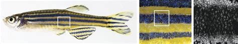 How The Zebrafish Gets Its Stripes Max Planck Scientists Uncover How