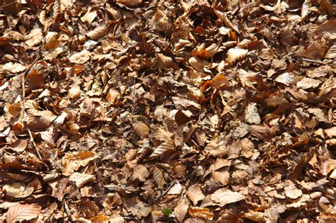 Dry Brown Autumn Leaves Free Stock Photos Rgbstock Free Stock